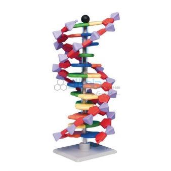 Molecular Model Equipment